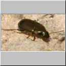 Amara cf aenea - Laufkaefer 01a 10mm Lehmkuhle.jpg